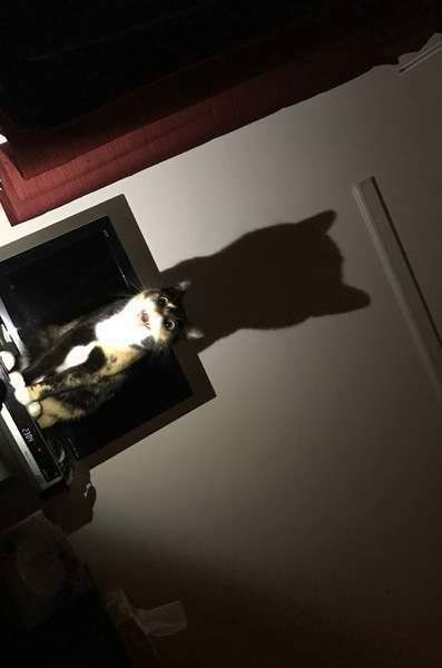 MIXミケ・はなちゃん