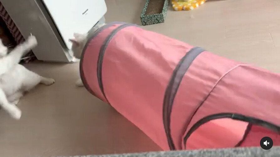 驚いてジャンプする猫