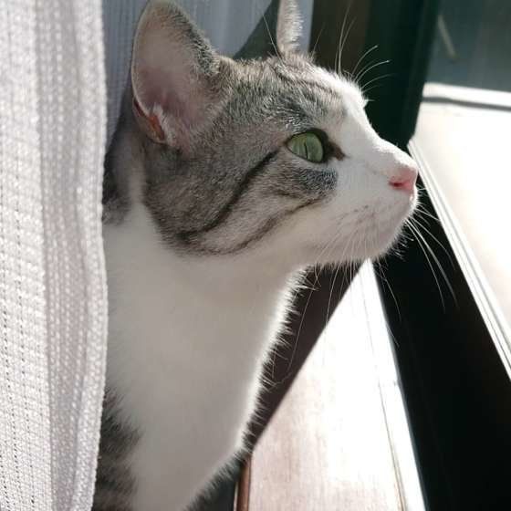 日向ぼっこ（MIX)