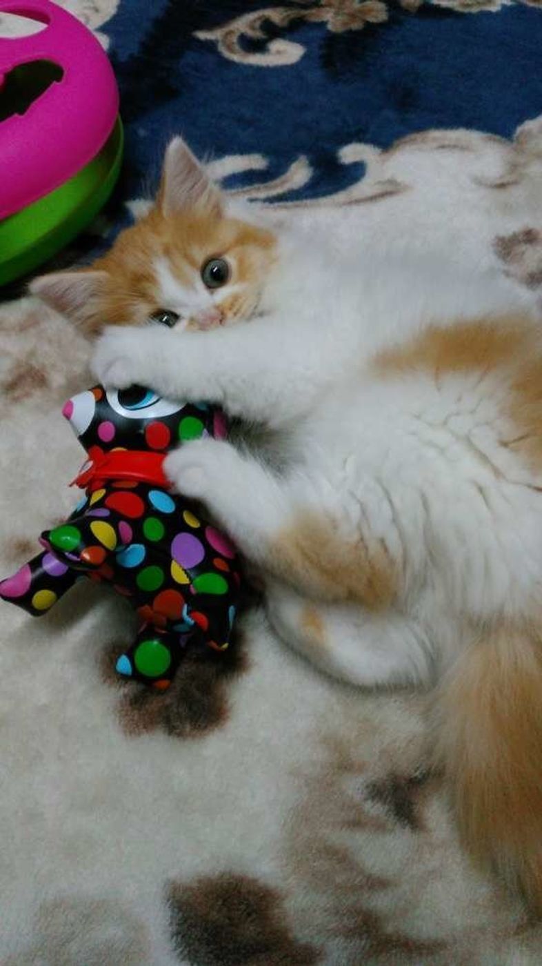 猫の けりけり は狩猟本能の名残 かわいい画像もご紹介 ねこのきもちweb Magazine 猫の けりけり は狩猟本能の名残 かわいい画像もご紹介 ねこのきもちweb Magazine