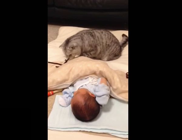 初めての赤ちゃんにビックリするニャンコ