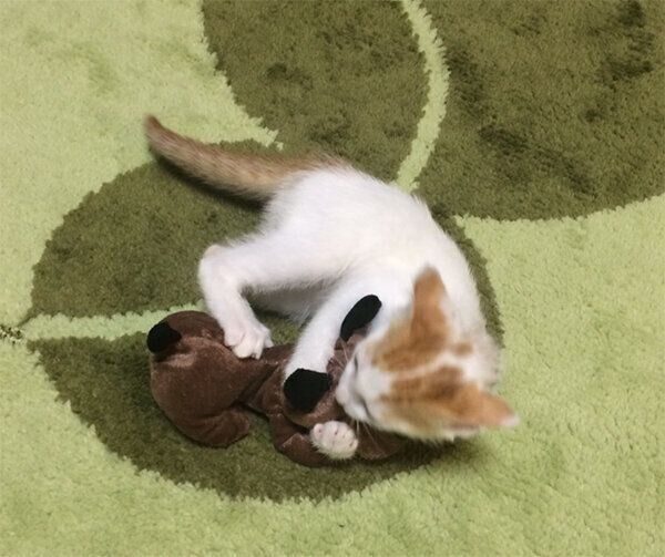 わんわんのことが好きなむぎくん
