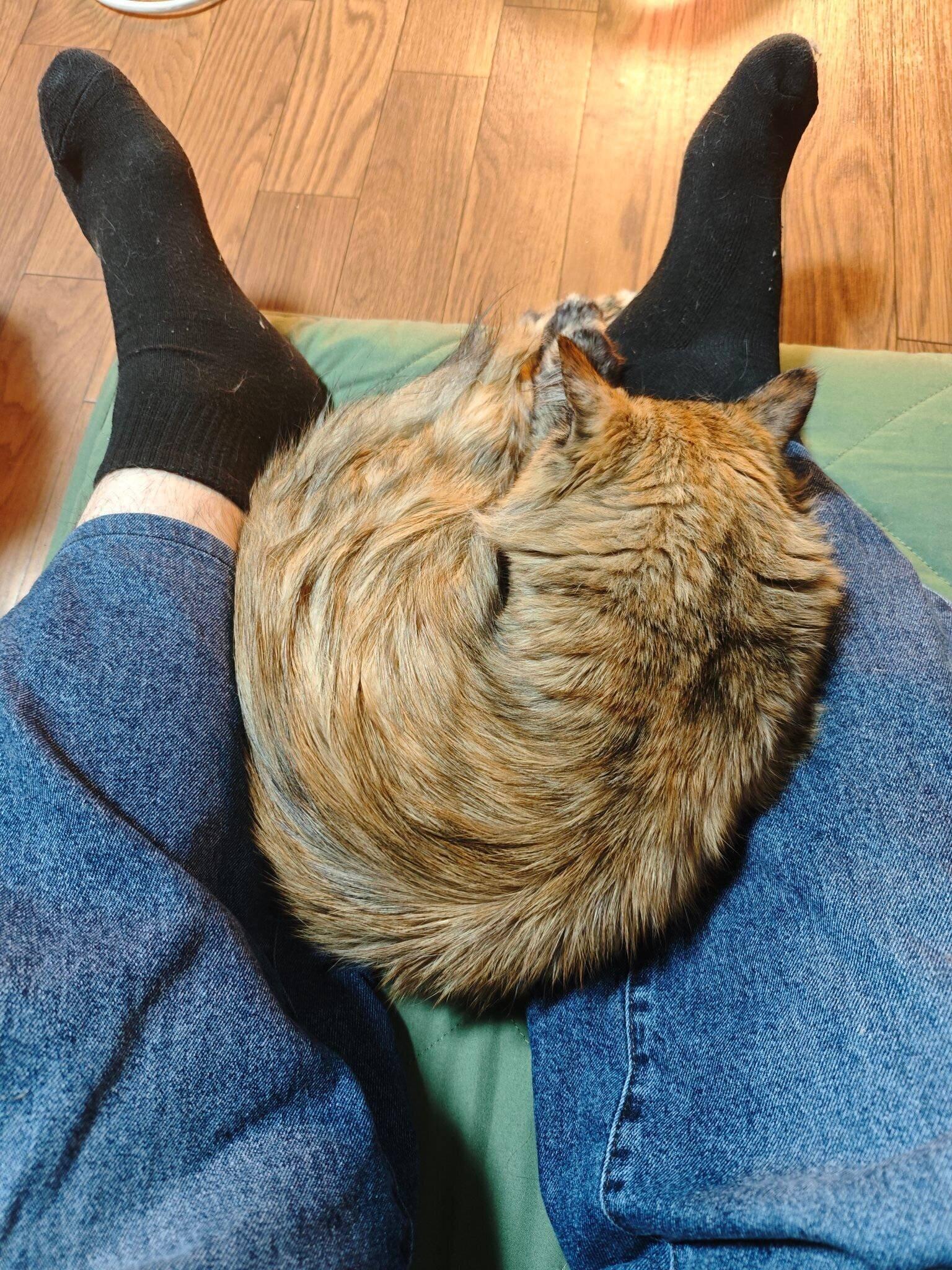 体を丸めている猫