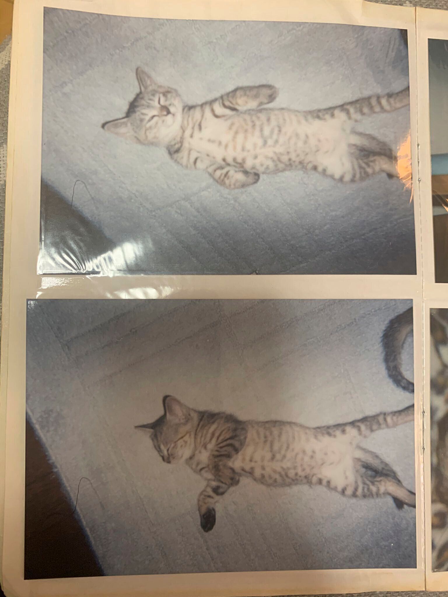 子猫時代のヨネちゃん