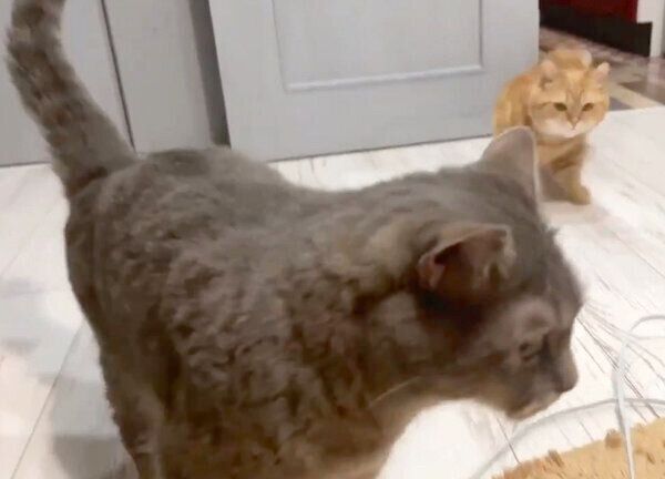 場所を移動するあぽろくん、ジュノちゃん