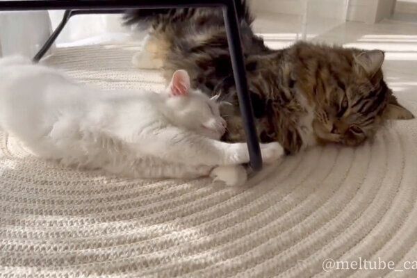 一緒にゴロンするマオくんとメルくん