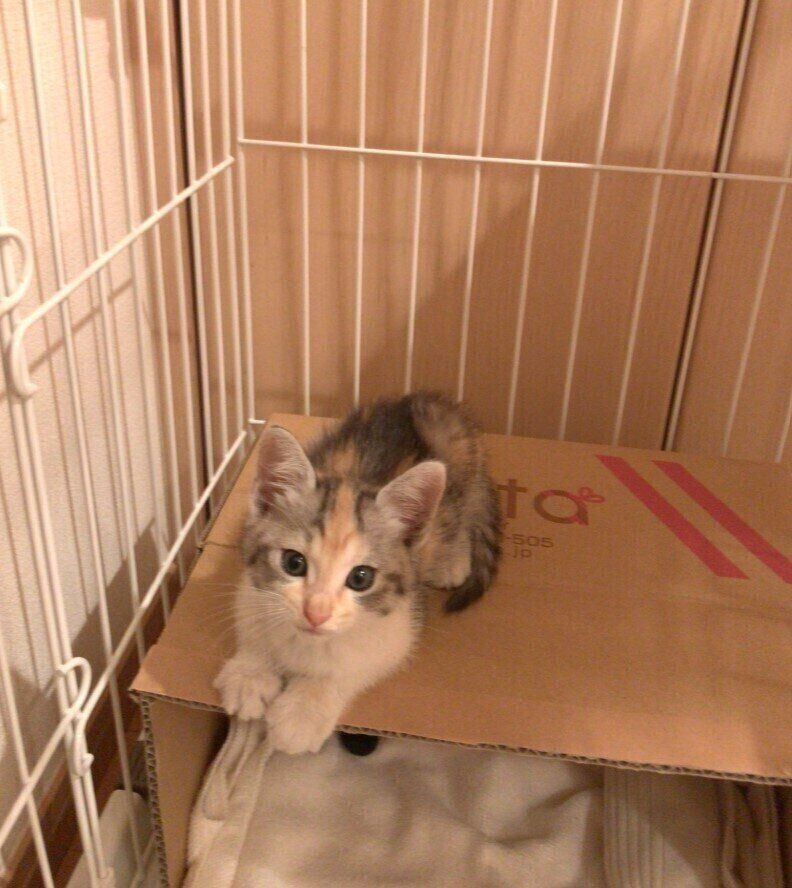 推定生後2ヵ月の子猫