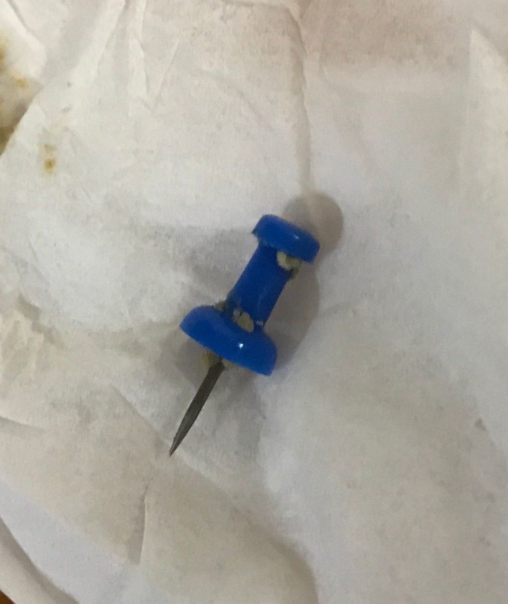 画像／「ねこのきもち」読者提供