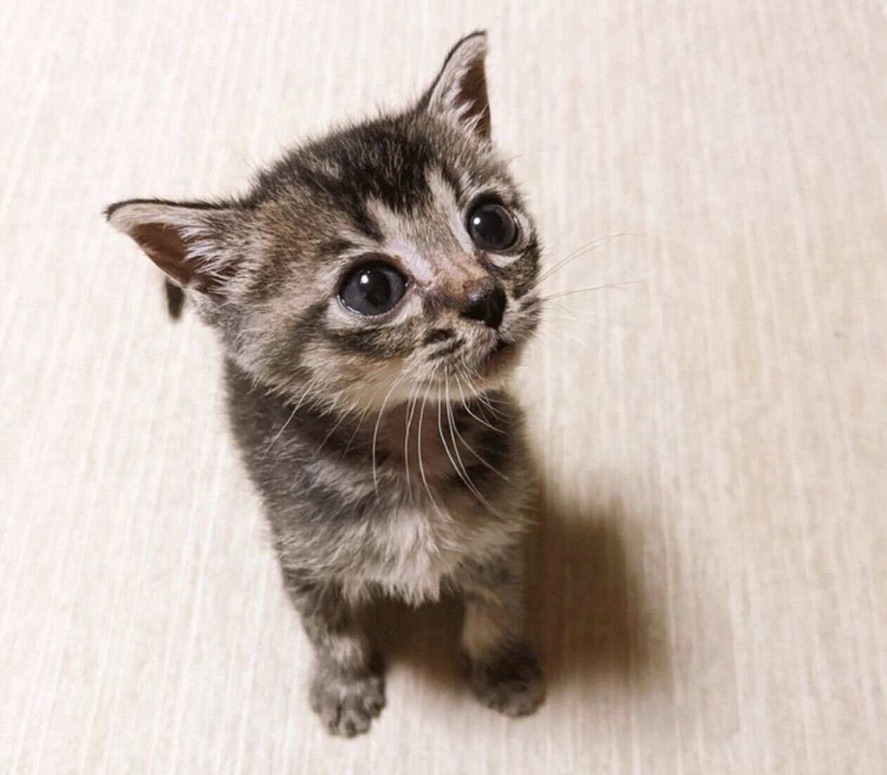 生後約1カ月のころのニコちゃん