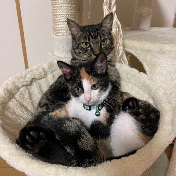 小虎ちゃんとののちゃん