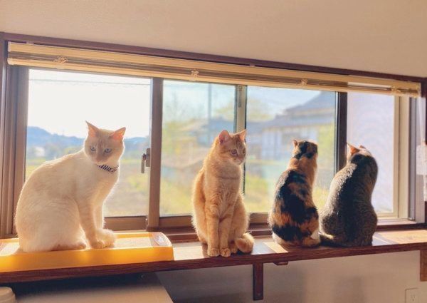 窓際でくつろぐ猫たち