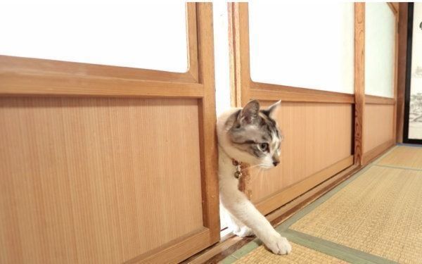 扉を開けようとする猫