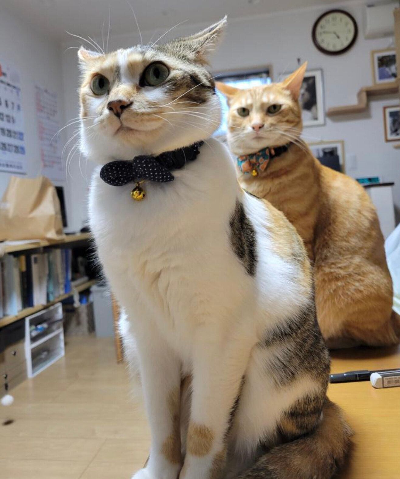 縦に並ぶみぃちゃん、テンくん