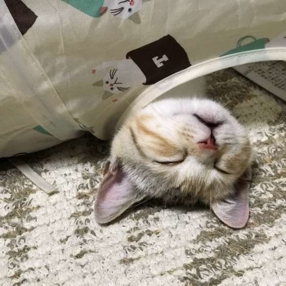 眠るスコティッシュフォールド