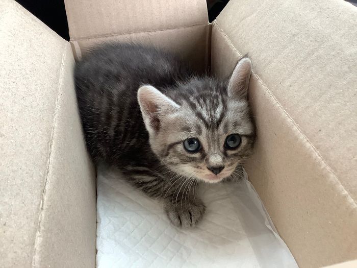 保護時は「400gの小さな子猫」だったというらんちゃん