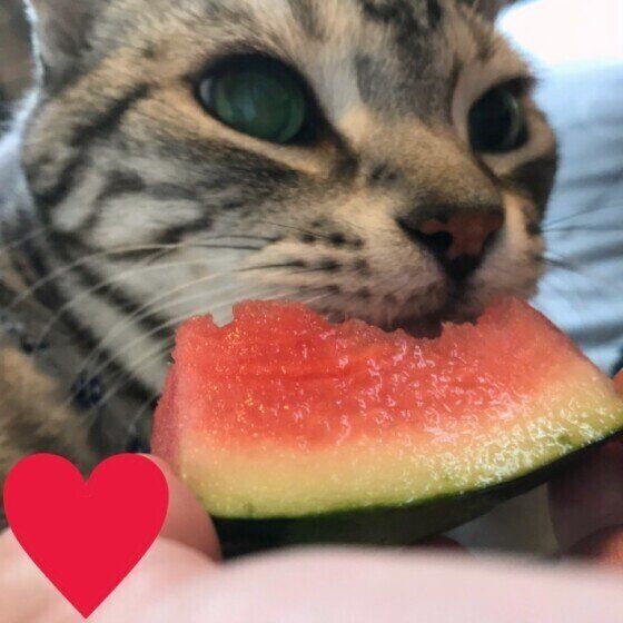 スイカを食べるアメリカンショートヘア