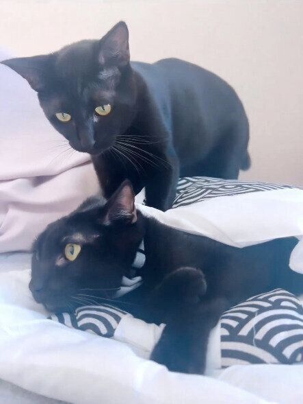 ラムくんとウォッカくん