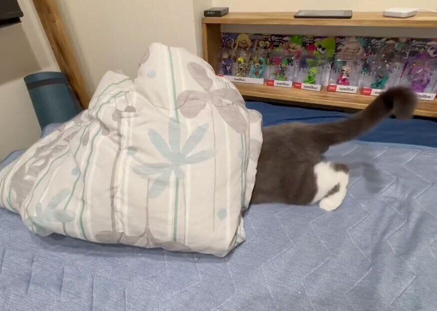 不思議な遊びをするごましおくん