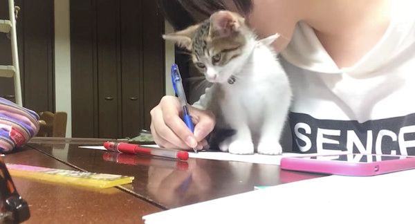 勉強を邪魔する猫