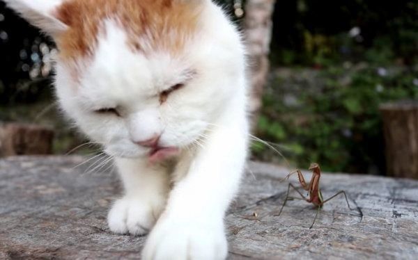 カマキリと猫