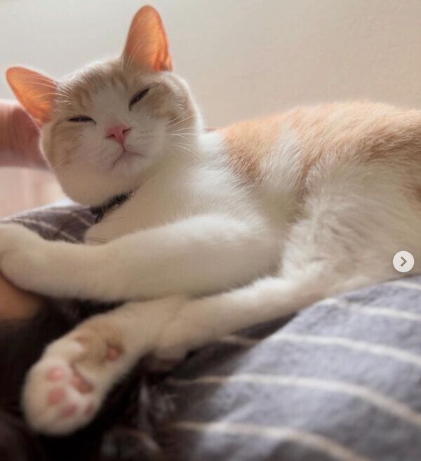 飼い主さんに甘えるなるとくん