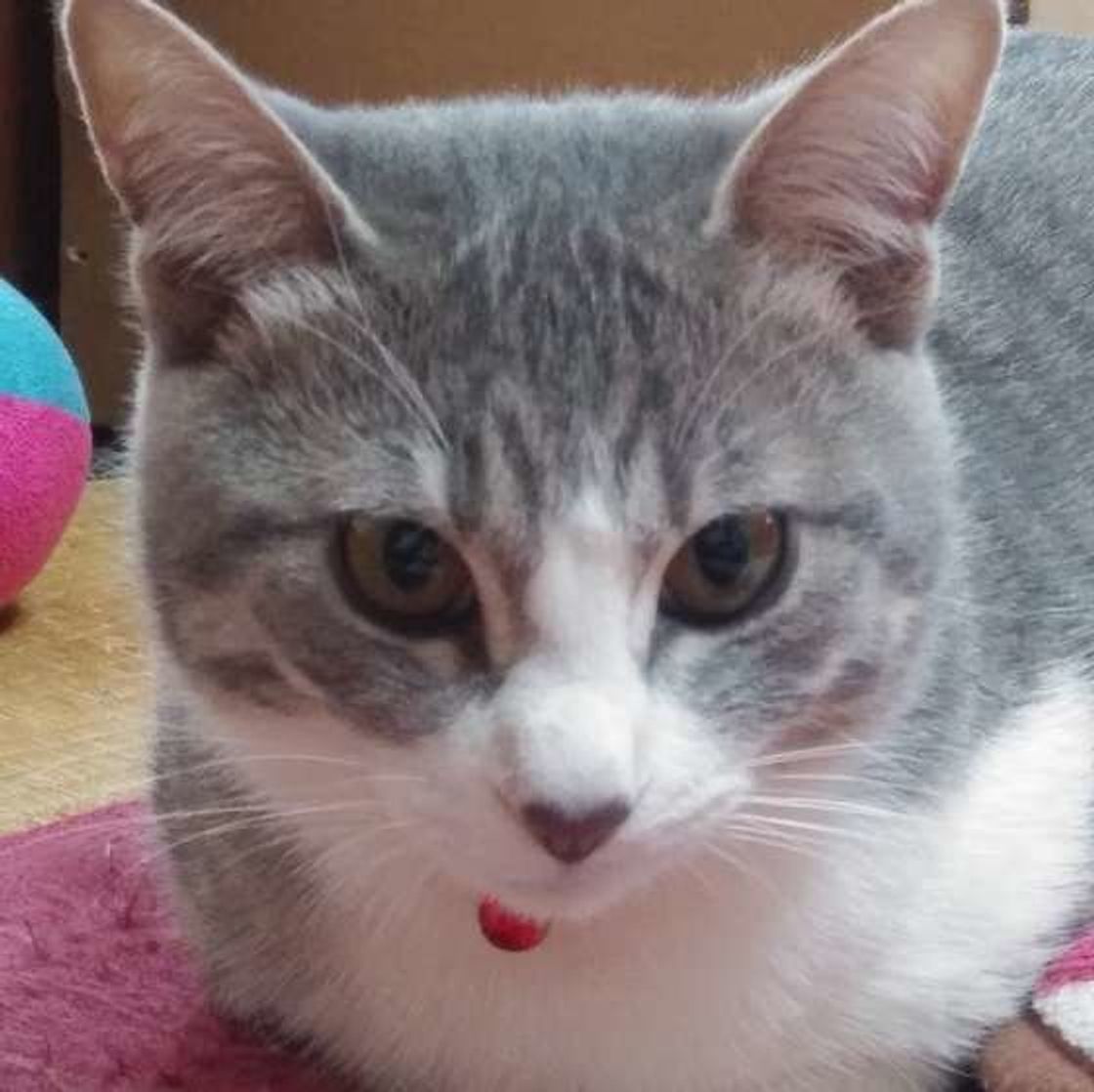 嫌がる猫も多い動物病院 ストレスをかけない通院 受診方法とは ねこのきもちweb Magazine 嫌がる猫も多い動物病院 ストレスをかけない通院 受診方法とは ねこのきもちweb Magazine