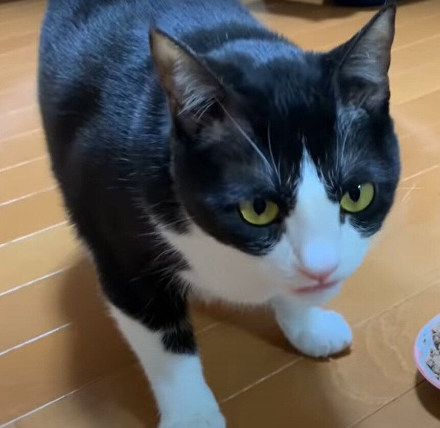 フードを狙う猫