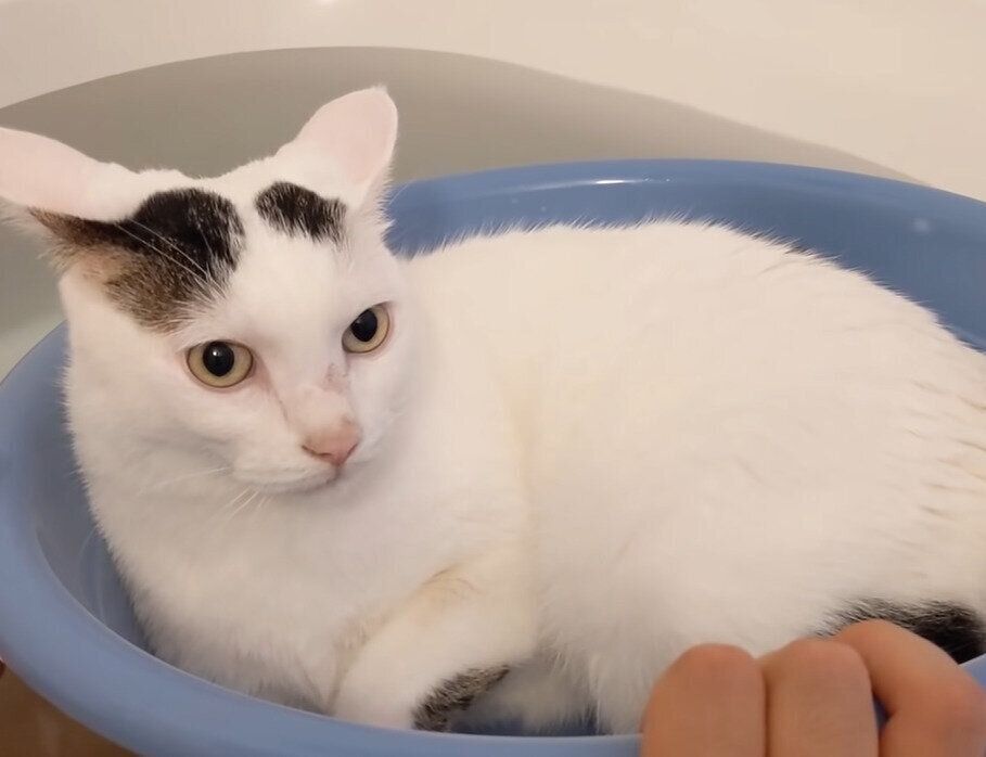 桶に入るチロちゃん