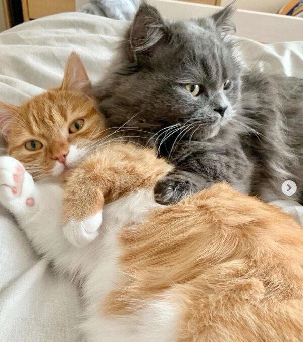 まったりするアオくん、ウニちゃん