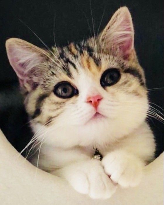 箱から顔出すスコティッシュフォールドの子猫