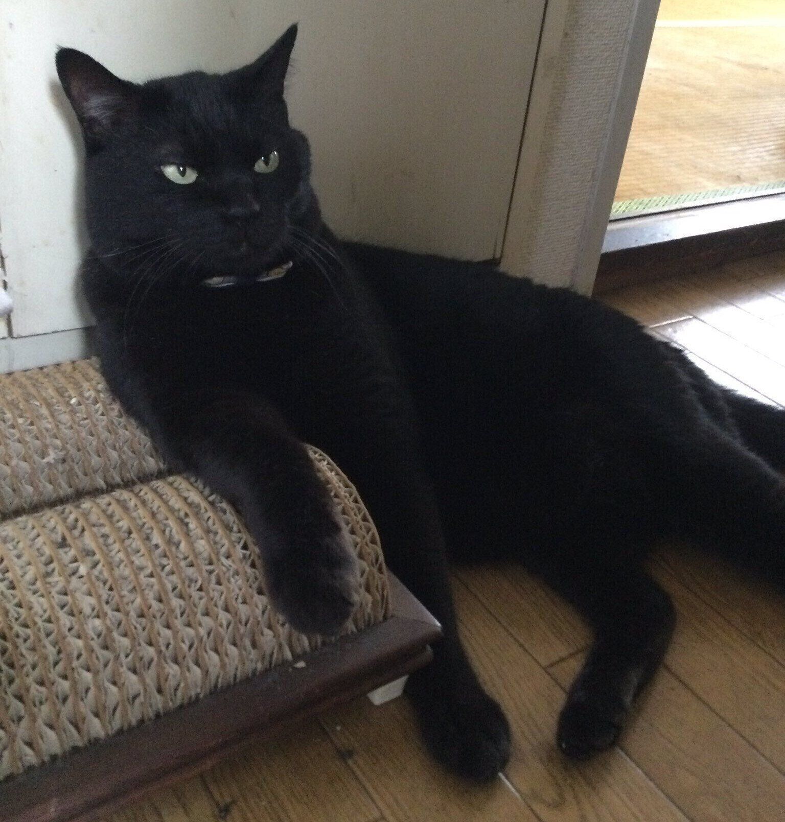 「またぼくを置いていくのですか」といった表情のにゃんきちくん。