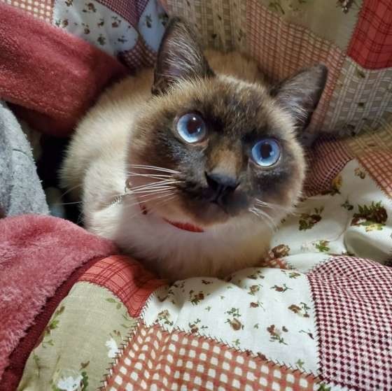 青い瞳のシャム猫