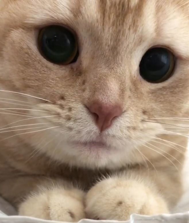 スコティッシュフォールドのアップ