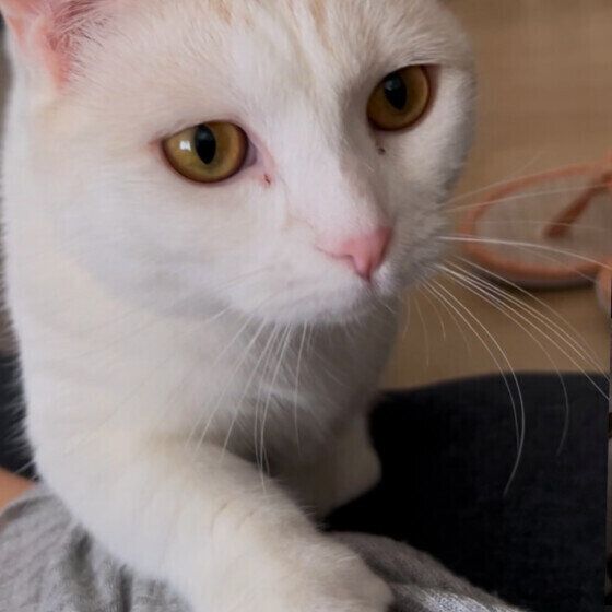 チョンチョンと触ってくるマンチカン