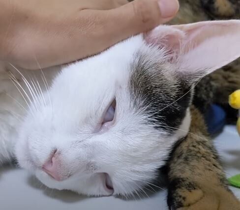 ねこ　チロさん