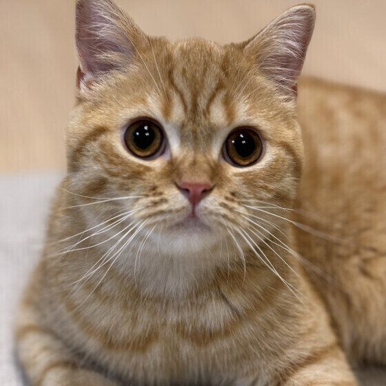 マンチカンのくるみくん