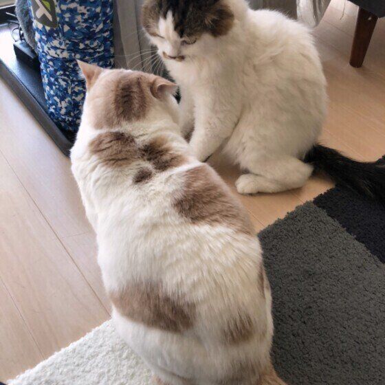 にらみ合う猫たち