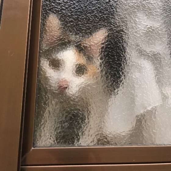  MIX・ミケのチャーミーちゃん