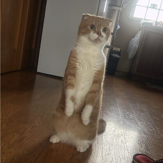 ミヌエットのうにくん