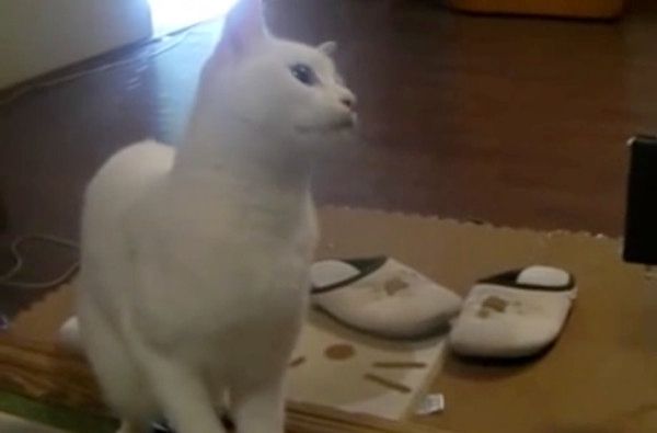 掃除機を見つめる猫