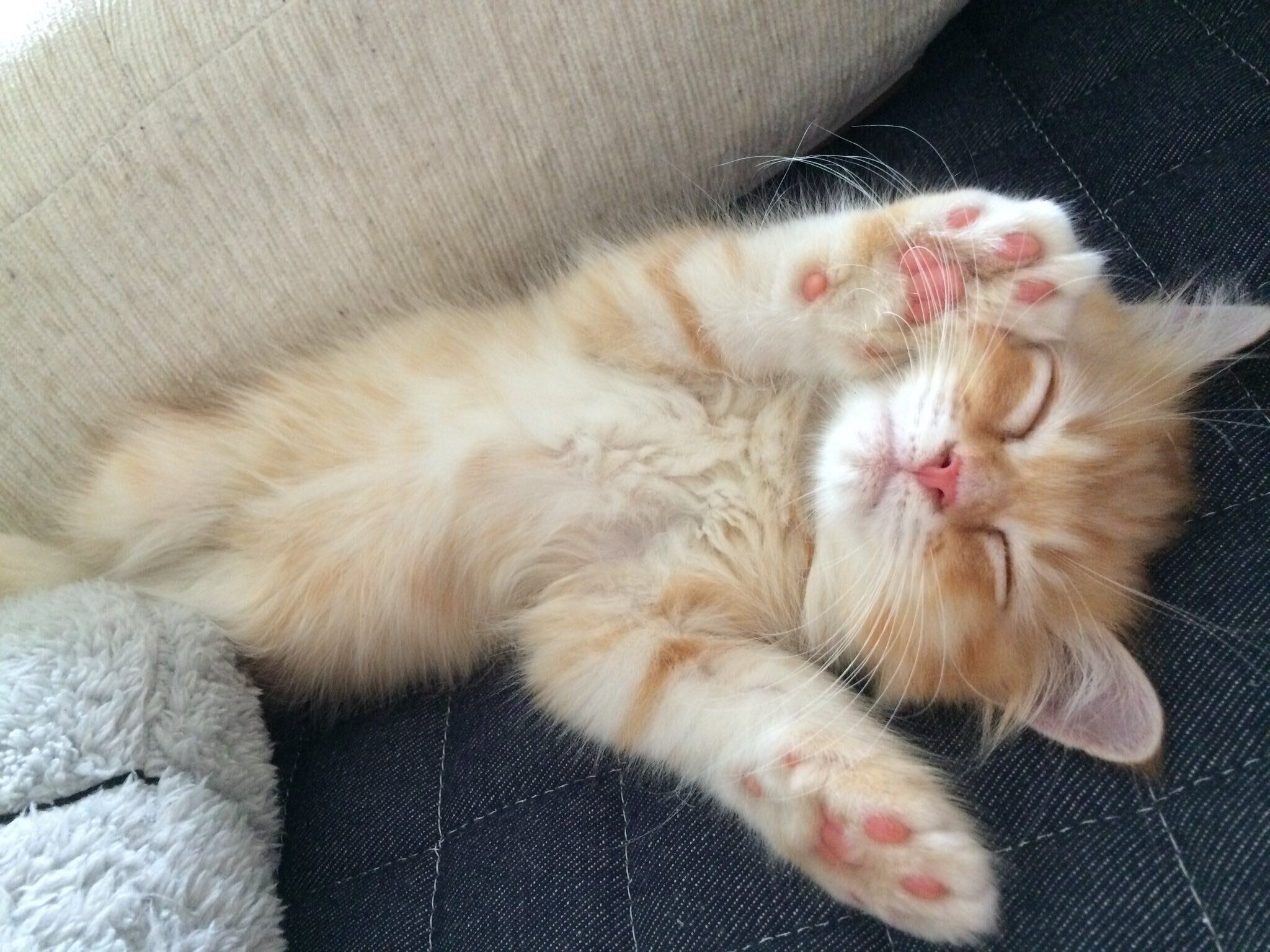 あざといポーズで眠るししまるくん