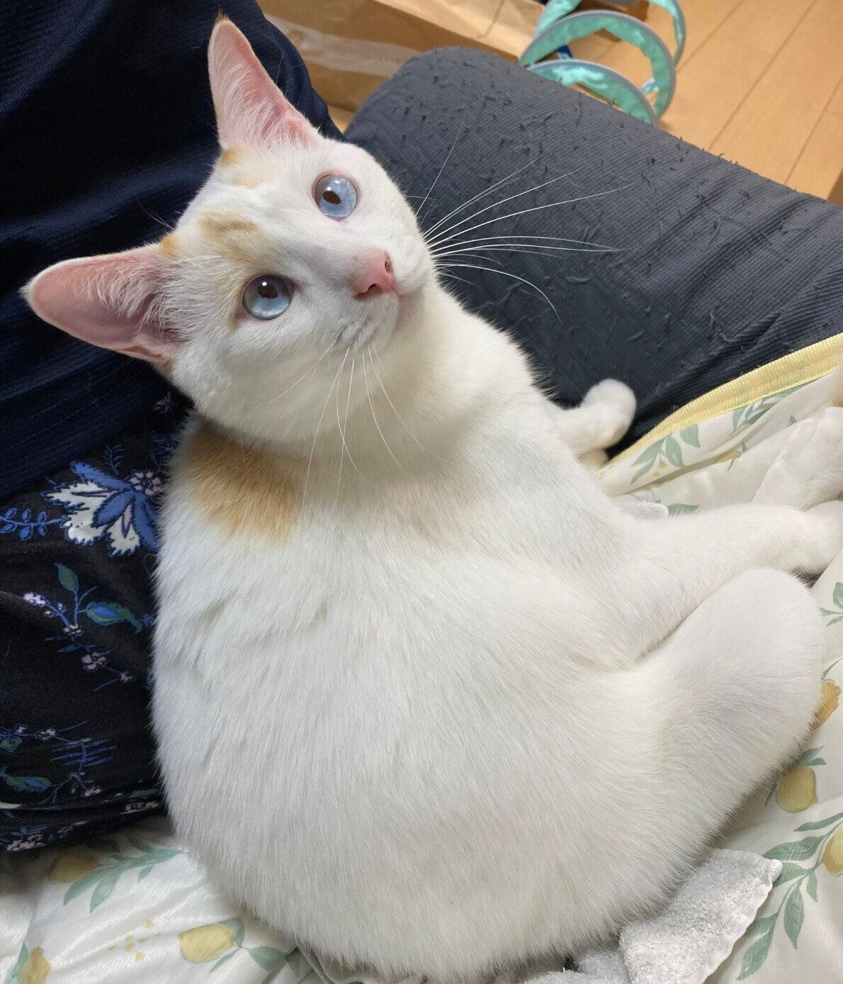 背中に寄りかかるトラオくん
