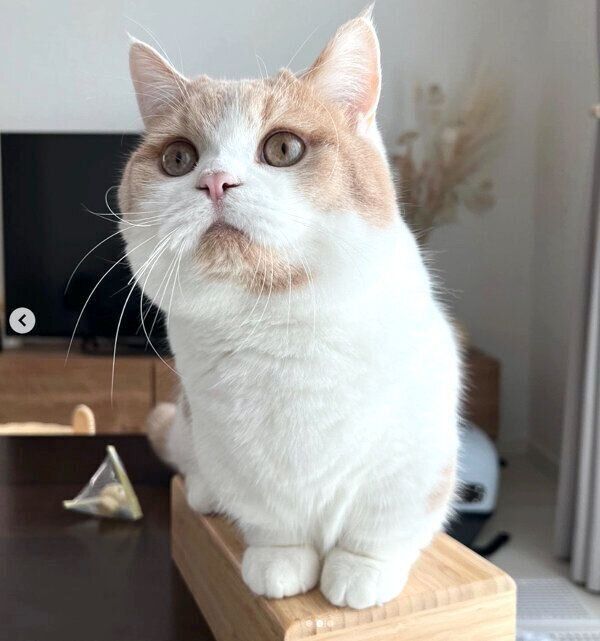 成長したこむぎくん