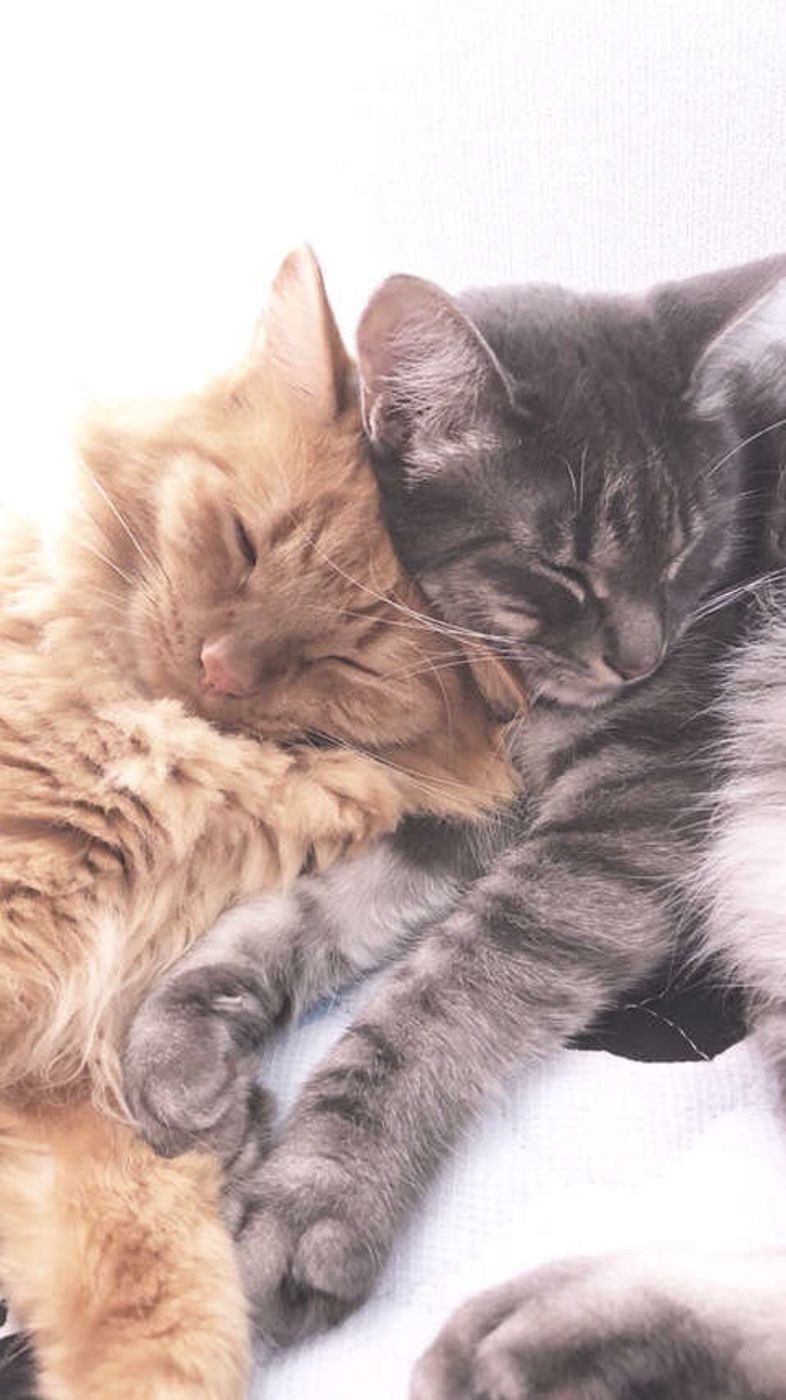 猫のワクチン接種は高い 種類 料金 防げる病気 副作用などを解説 ねこのきもちweb Magazine