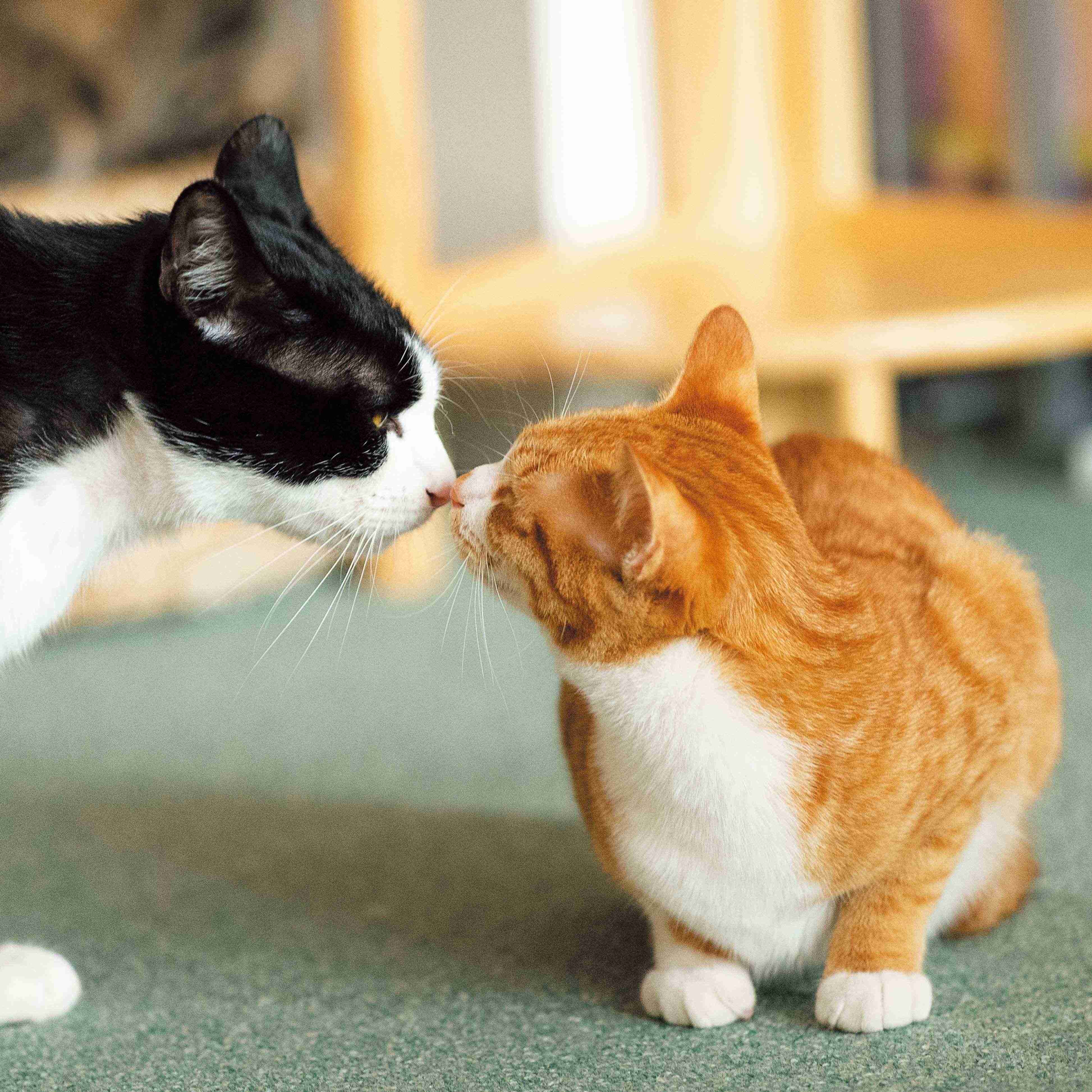 画像／2019年4月号「猫のおハナ見しませんか？」