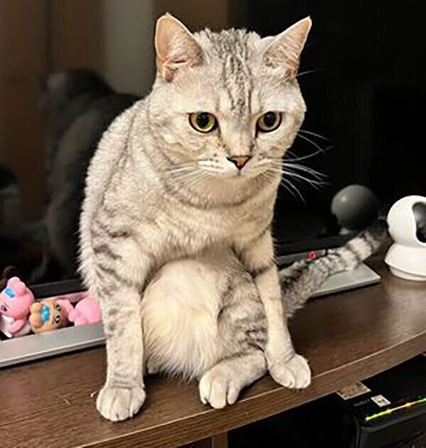 独特な座り方をする銀ちゃん