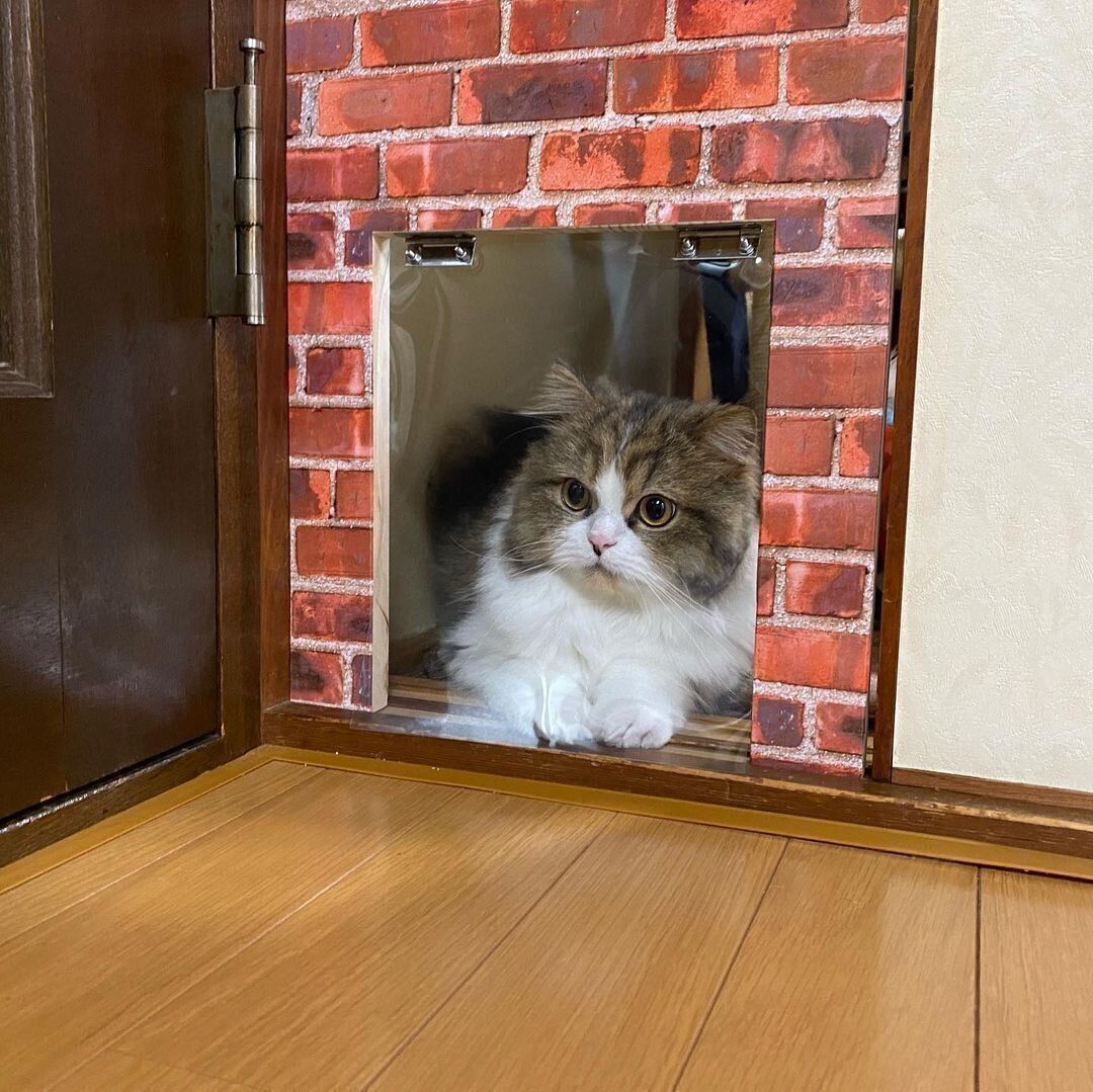 ミヌエットのバロンちゃん