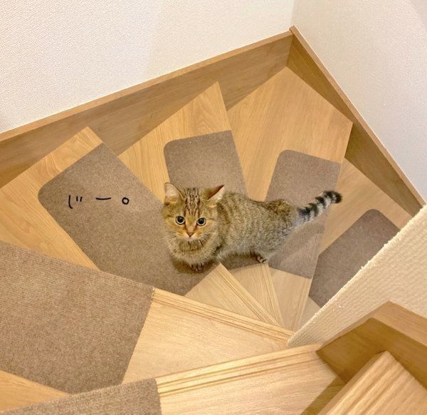 飼い主さんを誘惑するきなこちゃん