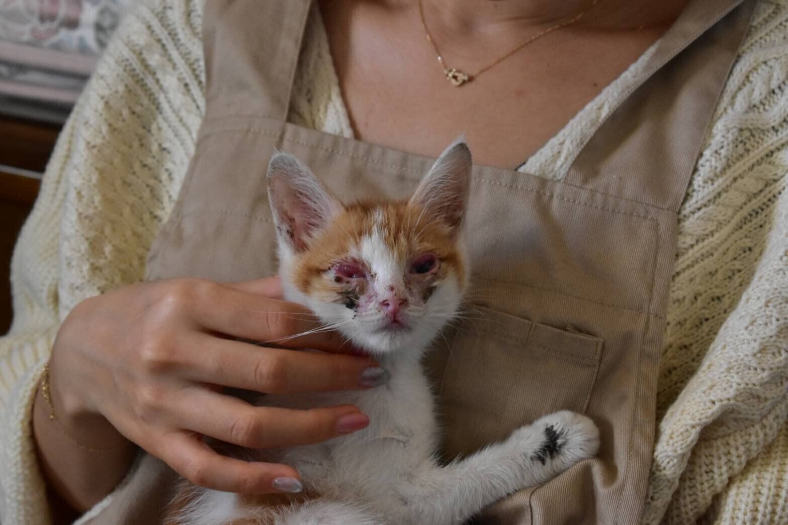 保護された日のおかかくんの様子