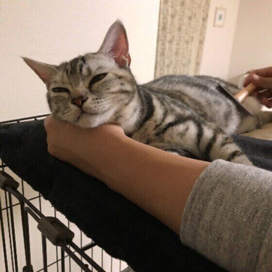 ブラッシングする猫（アメリカンショートヘア、メス）